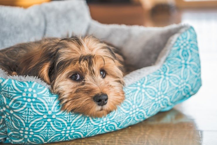 Ultra Comfort for Your Companion: Why an Ultra Memory Foam Dog Bed Matters